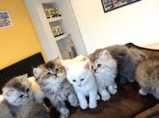 Kedi̇ci̇den Renk Renk British Shorthair Yavrulari Ankara görsel