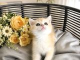 British Shorthair Golden Ny12