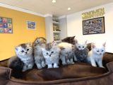 Kedi̇ci̇den Renk Renk British Shorthair Yavrulari Ankara