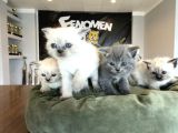 Renk Renk Scottish Yavrular British Yavrular Ankara