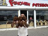 Show Kali̇te Toy Poodle Yavrular  Ankara Mağazamizda Görün
