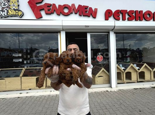 Show Kali̇te Toy Poodle Yavrular  Ankara Mağazamizda Görün görsel