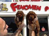 Show Kali̇te Toy Poodle Yavrular  Ankara Mağazamizda Görün