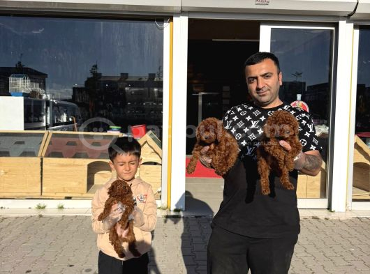 Show Kali̇te Toy Poodle Yavrular  Ankara Mağazamizda Görün görsel