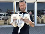 Kedi̇ci̇den Renk Renk British Shorthair Yavrulari Ankara