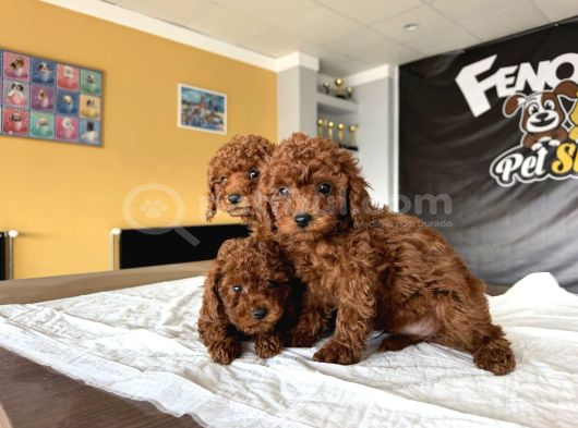 Show Kali̇te Toy Poodle Yavrular  Ankara Mağazamizda Görün görsel