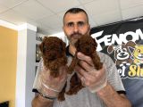 Show Kali̇te Toy Poodle Yavrular  Ankara Mağazamizda Görün