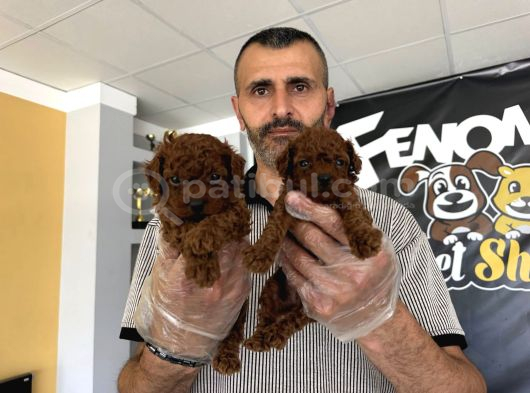 Show Kali̇te Toy Poodle Yavrular  Ankara Mağazamizda Görün görsel