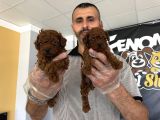 Show Kali̇te Toy Poodle Yavrular  Ankara Mağazamizda Görün