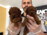 Show Kali̇te Toy Poodle Yavrular  Ankara Mağazamizda Görün