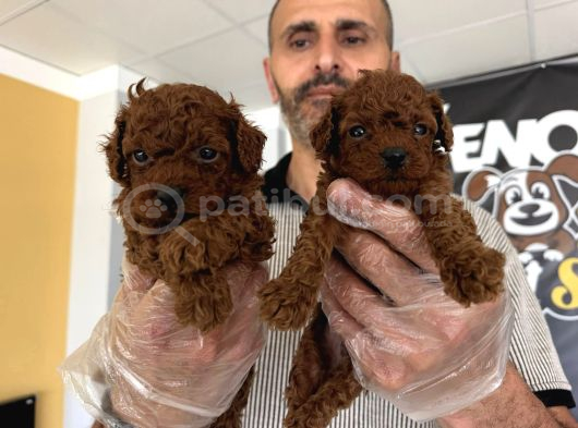 Show Kali̇te Toy Poodle Yavrular  Ankara Mağazamizda Görün görsel