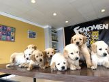 Baby Face Golden Retriewer Yavrulari Safkan Belgeli̇ Ankara