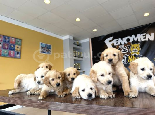 Baby Face Golden Retriewer Yavrulari Safkan Belgeli̇ Ankara görsel