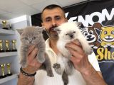 Kedi̇ci̇den Renk Renk British Shorthair Yavrulari Ankara