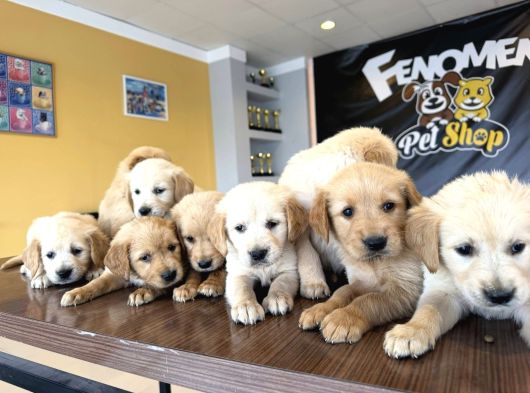 Baby Face Golden Retriewer Yavrulari Safkan Belgeli̇ Ankara görsel