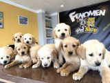 Baby Face Golden Retriewer Yavrulari Safkan Belgeli̇ Ankara