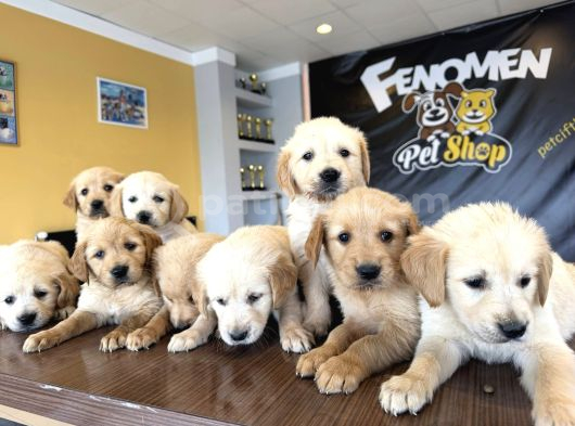 Baby Face Golden Retriewer Yavrulari Safkan Belgeli̇ Ankara