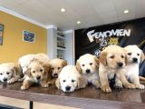 Baby Face Golden Retriewer Yavrulari Safkan Belgeli̇ Ankara