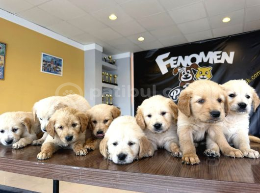 Baby Face Golden Retriewer Yavrulari Safkan Belgeli̇ Ankara görsel