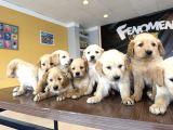 Baby Face Golden Retriewer Yavrulari Safkan Belgeli̇ Ankara