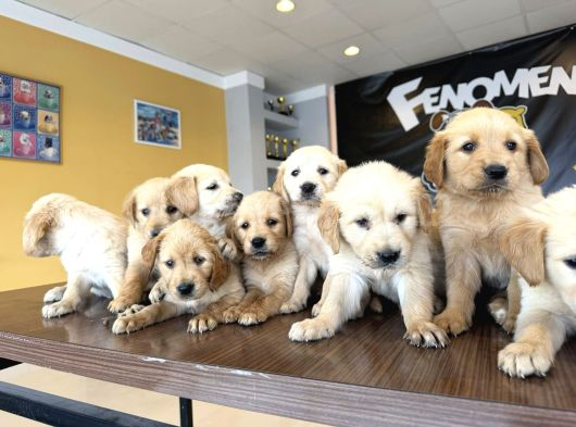 Baby Face Golden Retriewer Yavrulari Safkan Belgeli̇ Ankara görsel