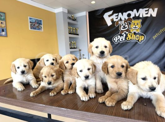 Baby Face Golden Retriewer Yavrulari Safkan Belgeli̇ Ankara görsel