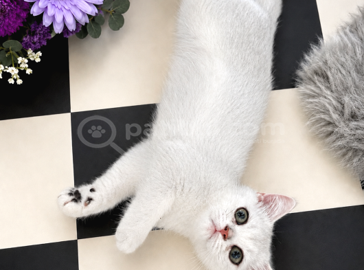 Safkan British Shorthair Silver Ns12