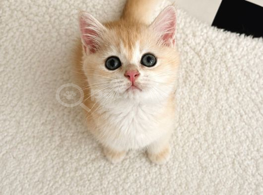 safkan British Shorthair Golden ny12