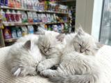 Vonalp Pet Garantisiyle Efsane Güzelli̇kte Bri̇ti̇sh Longhai̇r