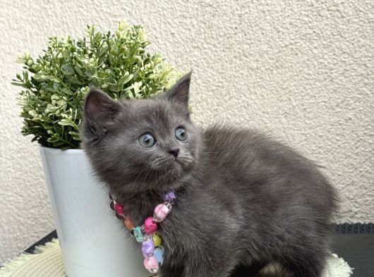 British Shorthair Safkan Yavrular görsel
