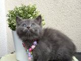 British Shorthair Safkan Yavrular
