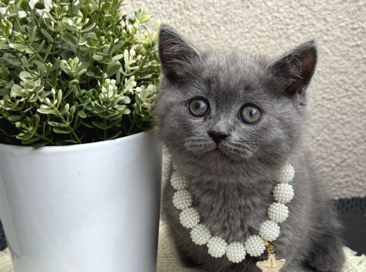 British Shorthair Safkan Yavrular görsel