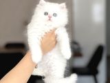Bi̇blo Üst Düzey Bri̇ti̇sh Longhai̇r Gold Eyes