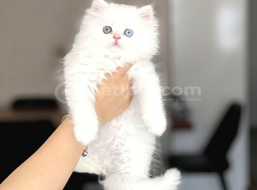 Bi̇blo Üst Düzey Bri̇ti̇sh Longhai̇r Gold Eyes görsel