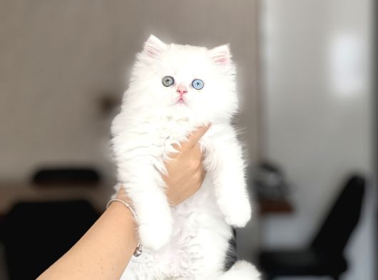 Bi̇blo Üst Düzey Bri̇ti̇sh Longhai̇r Gold Eyes görsel