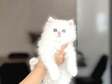 Bi̇blo Üst Düzey Bri̇ti̇sh Longhai̇r Gold Eyes