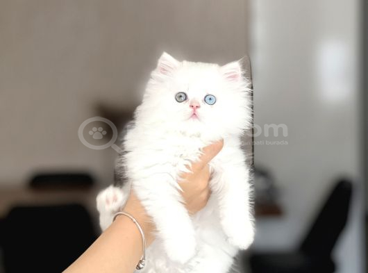Bi̇blo Üst Düzey Bri̇ti̇sh Longhai̇r Gold Eyes görsel