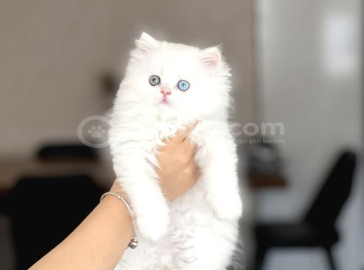 Bi̇blo Üst Düzey Bri̇ti̇sh Longhai̇r Gold Eyes görsel