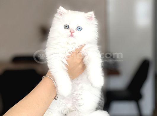 Bi̇blo Üst Düzey Bri̇ti̇sh Longhai̇r Gold Eyes