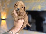 Türkiyenin En Güzel Teacup Maltipo Bebeği