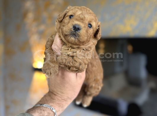 Türkiyenin En Güzel Teacup Maltipo Bebeği görsel
