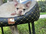 French Bulldog Yavrularımız