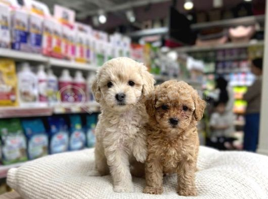 Mall Of İstanbul Vonalpten Malti̇poo