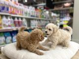 Mall Of İstanbul Vonalpten Malti̇poo