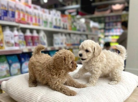 Mall Of İstanbul Vonalpten Malti̇poo görsel