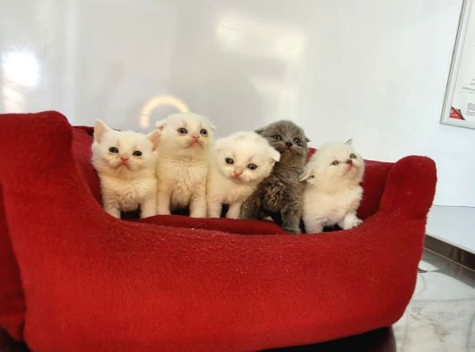 Anne Altindan Veteri̇ner Heki̇m Kontrollü Bebekler görsel