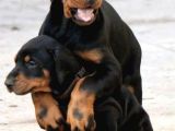 Küçük Süs Köpekleri̇ni̇ze Benzemez