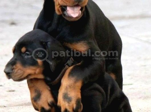 Küçük Süs Köpekleri̇ni̇ze Benzemez