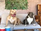 Yetişkin American Bully Pocket