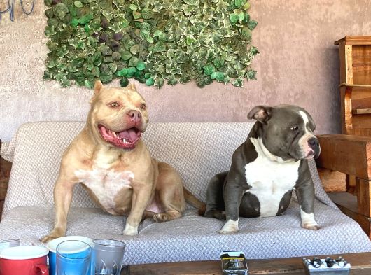Yetişkin American Bully Pocket görsel